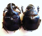 HELIOCOPRIS felschei