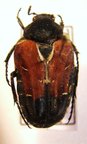TAENIODERA nigrithorax