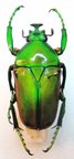 COELORRHINA (Cyprolais) aurata