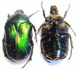 CETONIA aurata pisana f. corsicana