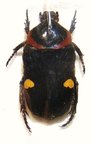 GLYCYPHANA (Caloglycyphana) binotata