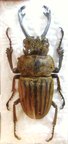 ODONTOLABIS striata cephalotes