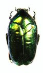 THAUMASTOPEUS striatus var.sumatranus