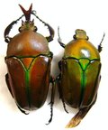 EUDICELLA woermanni ugandensis
