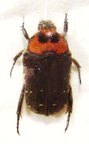 GLYCYPHANA (Glycyphaniola) quadricolor