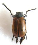 LACHNAIA sp M