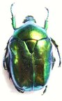 PROTAETIA (Cetonischema) venusta (=speciosa venusta)