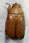 CHRYSINA (Plusiotis) moroni M