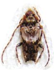 EUPOGONOCHERUS (Pogonocherus) hispidus