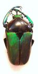 TAURHINA (Neptunides) polychrous var.marginipennis,M Forme