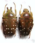STEPHANORRHINA princeps