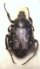 GNORIMUS octopunctatus