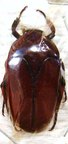 LOMAPTERA satanas