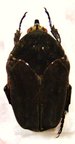 COTINIS mutabilis f. atrata