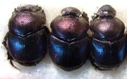 DIASTELLOPALPUS tridens
