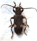 PACHYSTOLA mamillata