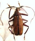 TERSEC (Macrotoma) infan M