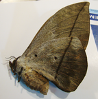 LOBOBUNAEA acetes  F