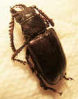 CANTHAROCNEMIS (Cantharoctenus) minor