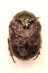 XELOMA cicatricosa