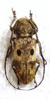 PROSOPOCERA signatifrons F MINUS !! GHANA