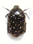 CLINTEROIDES permutans