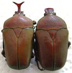 CERATORHINA preussi