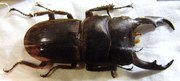 DORCUS reichei hansteini M