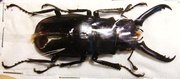 P.giraffa keisukei