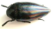 STERNOCERA iris