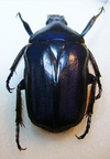 ANOMALOCERA olivecea