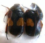 DYSPILOPHORA trivittata shimbaensis f.nigicans