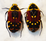 EUCHROEA aurostellata