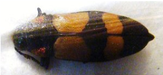AGELIA petelii