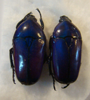 SMARAGDESTHES africana oertzeni
