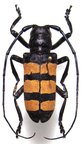 ANALEPTE trifasciata