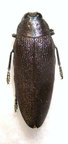 STERASPIS infuscata