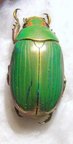 CHRYSINA (Plusiotis) lacordairei