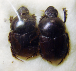 ONITIS setosus C