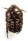 XELOMA leprosa