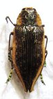 POLYBOTHRIS sp (angulasa?)