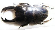 DORCUS reichei hansteini