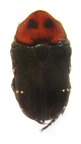 GLYCYPHANA (Glycyphaniola) quadricolor Forme