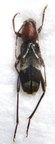 CHLOROPHORUS ruficornis