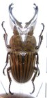 ODONTOLABIS striata striata