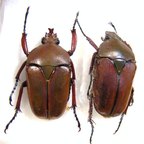 EUDICELLA smithi shiratica