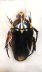 MACROMA (=Campsiura) scutellaris