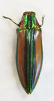 CHRYSOCHROA lepida