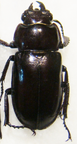 PRISMOGNATHUS dauricus 