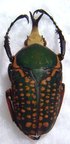 MEGALORHINA harrisi eximia f.harrisi